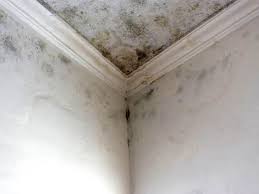 Best Environmental Consulting for Mold Prevention  in Rock Falls, IL