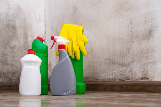 Best Black Mold Removal  in Rock Falls, IL